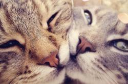 开云足球直播-美加墨世界杯之夜，伊布式杀伤力，改写足球叙事的一页