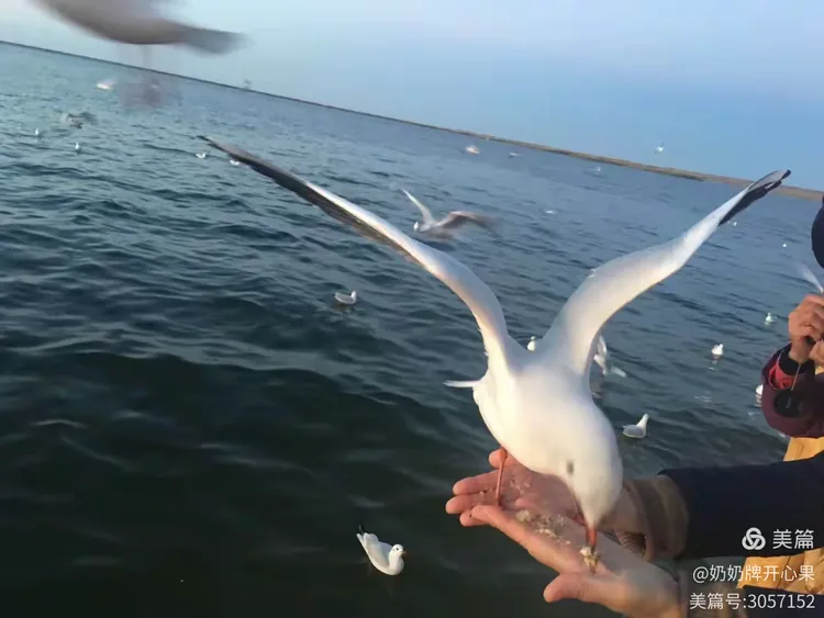 关于拜仁腰斩企鹅再续传奇之路赢得万千爱戴的信息